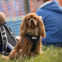 Country Dog Show